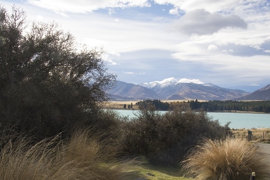 Another view of Lake Tepako, a beautiful turquoise lake with shrubs and tall grass in the foreground