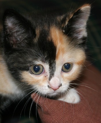 lilpuss2 lilpuss2