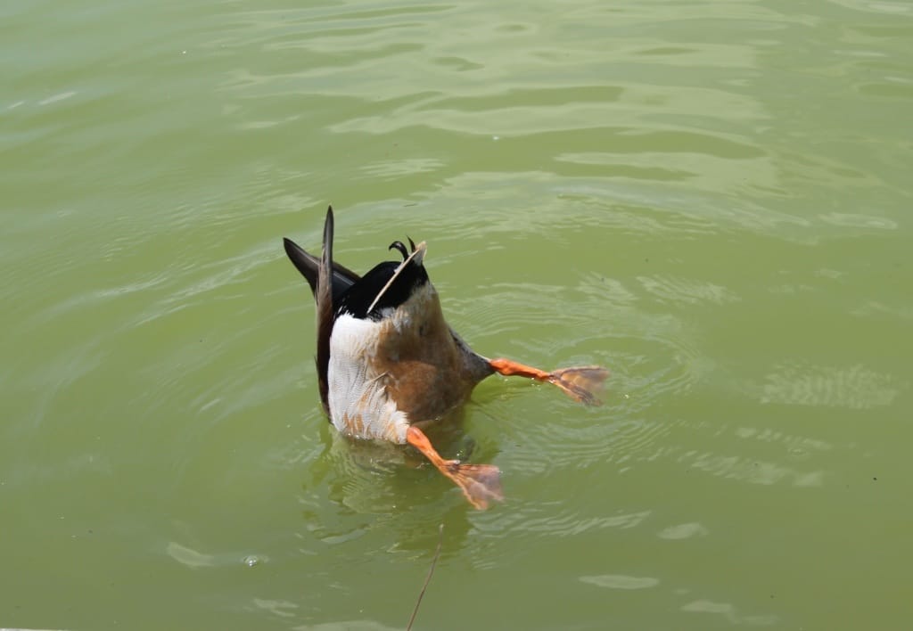 Ducks arse