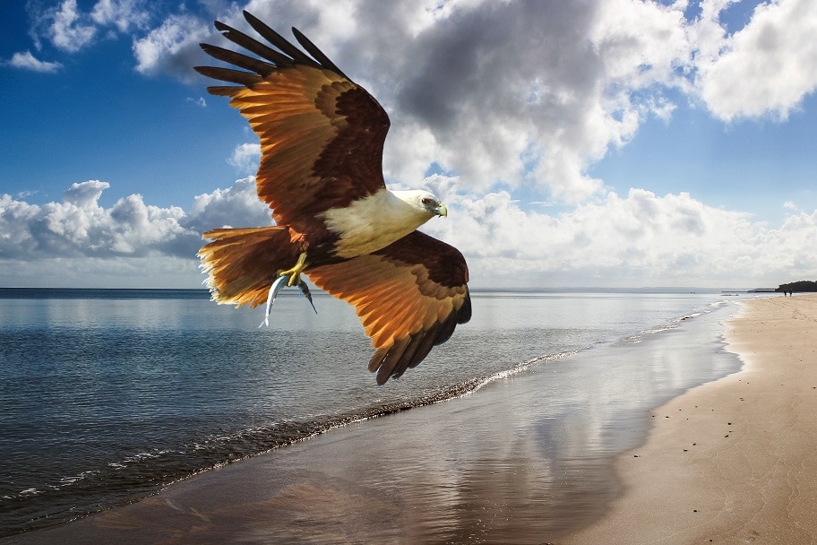 Kite with fish