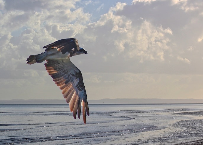 Osprey in the early morning