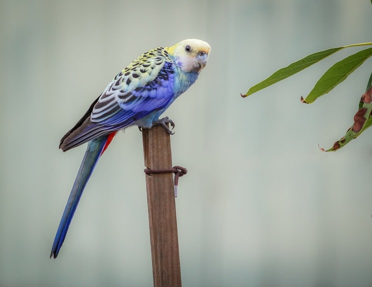 Pale headed rosella