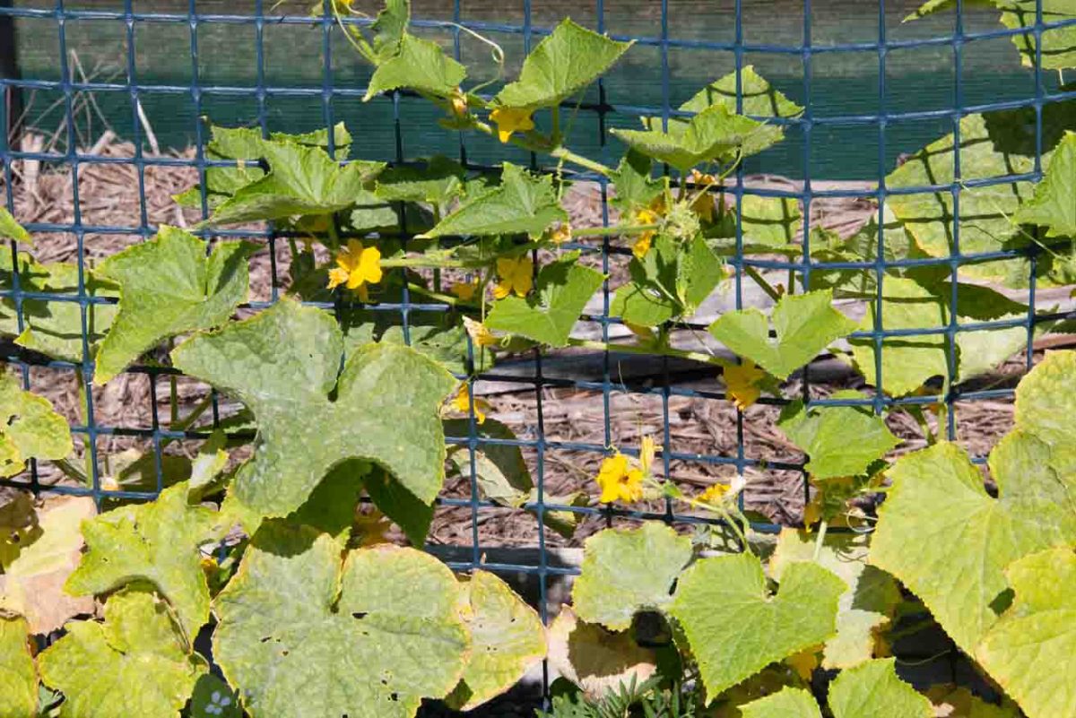 cucumber cucumber