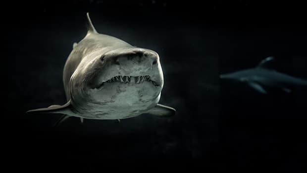 selective photo of gray shark 726478 selective photo of gray shark 726478