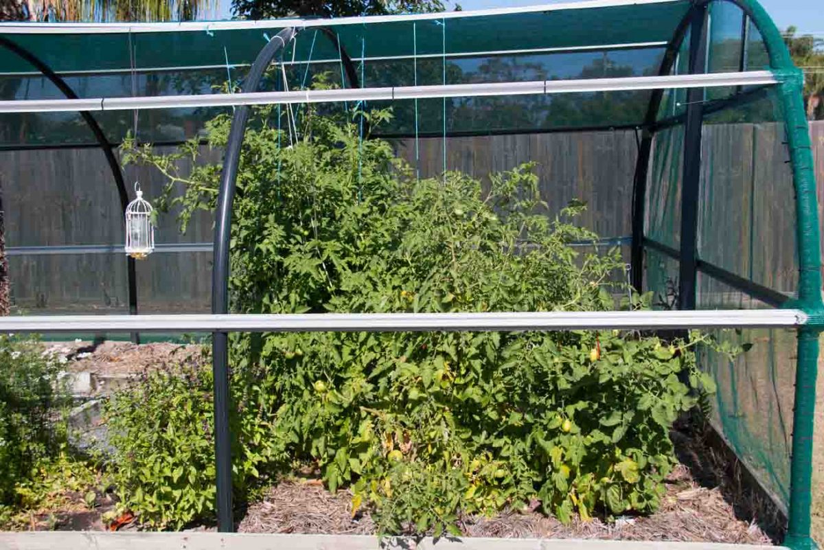 tomatoes tomatoes