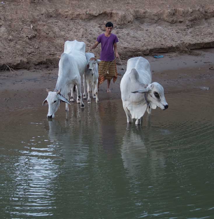 A farmer brings his cows and a calf down to the Mekong river