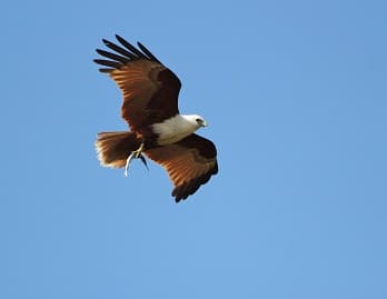 Brahmani kite with fish