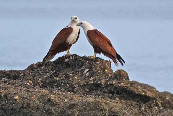 Brahmani kites