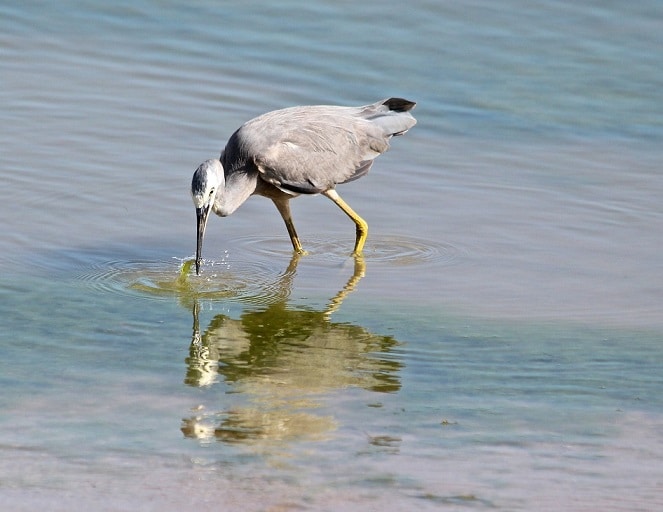 Heron catching dinner