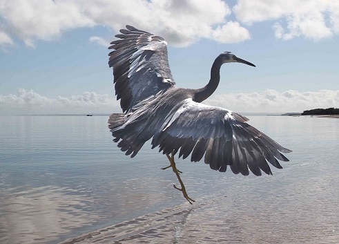 Heron on beach