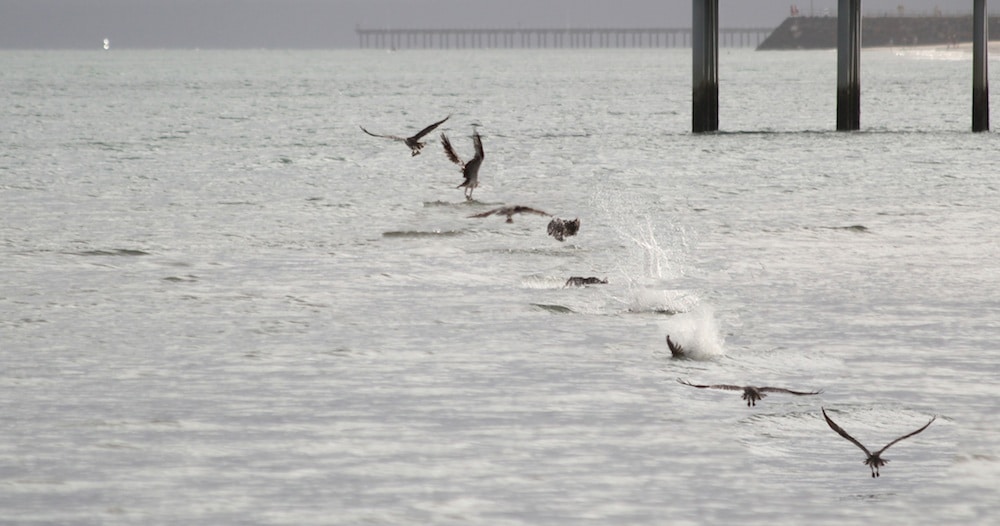 Hunting osprey