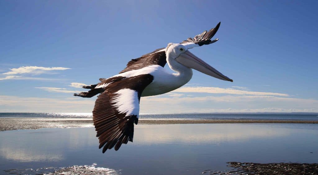 Pelican and calm water 1024x565
