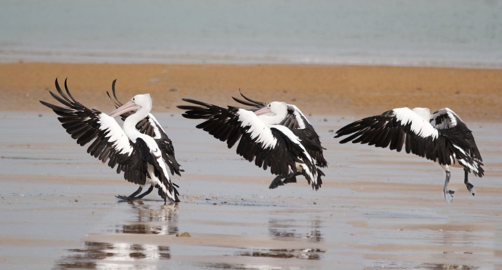 Pelican landing copy 1