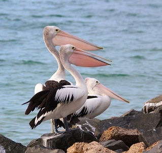 Pelican trio