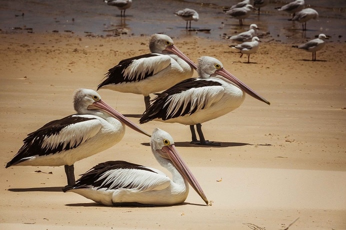 Pelicans on beach