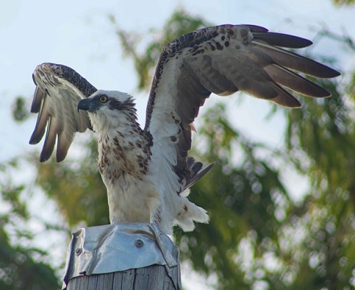 Young osprey