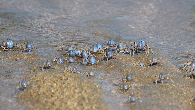 beach blue crabs