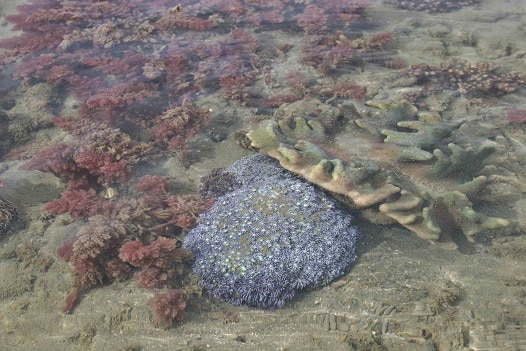 beach coral