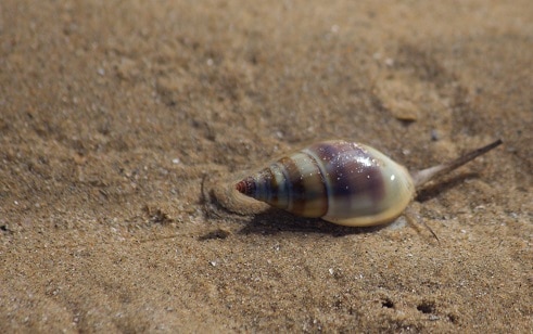 beach shell 1