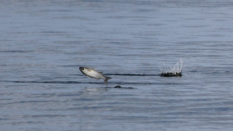 fish jumping