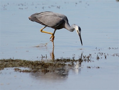 heron hunting