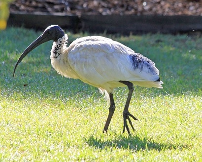 ibis broken bill