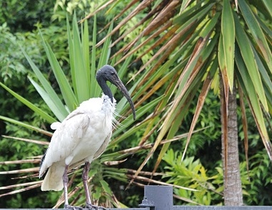 ibis fence