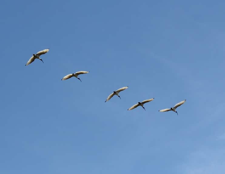 5 ibis flying in a line