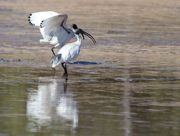 ibis pair