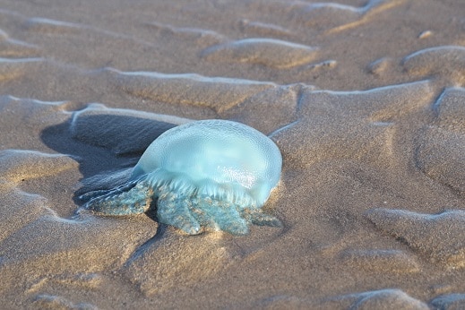 jellyfish