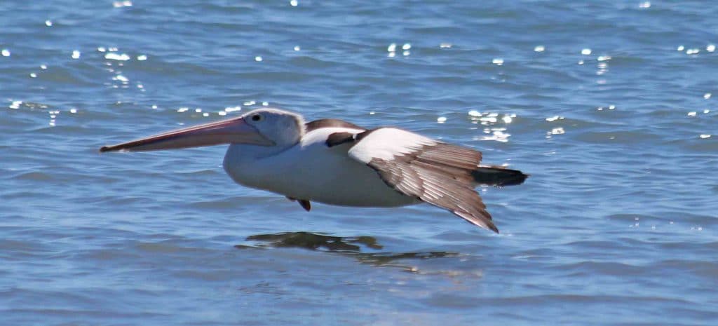 pelican skimming 1024x465