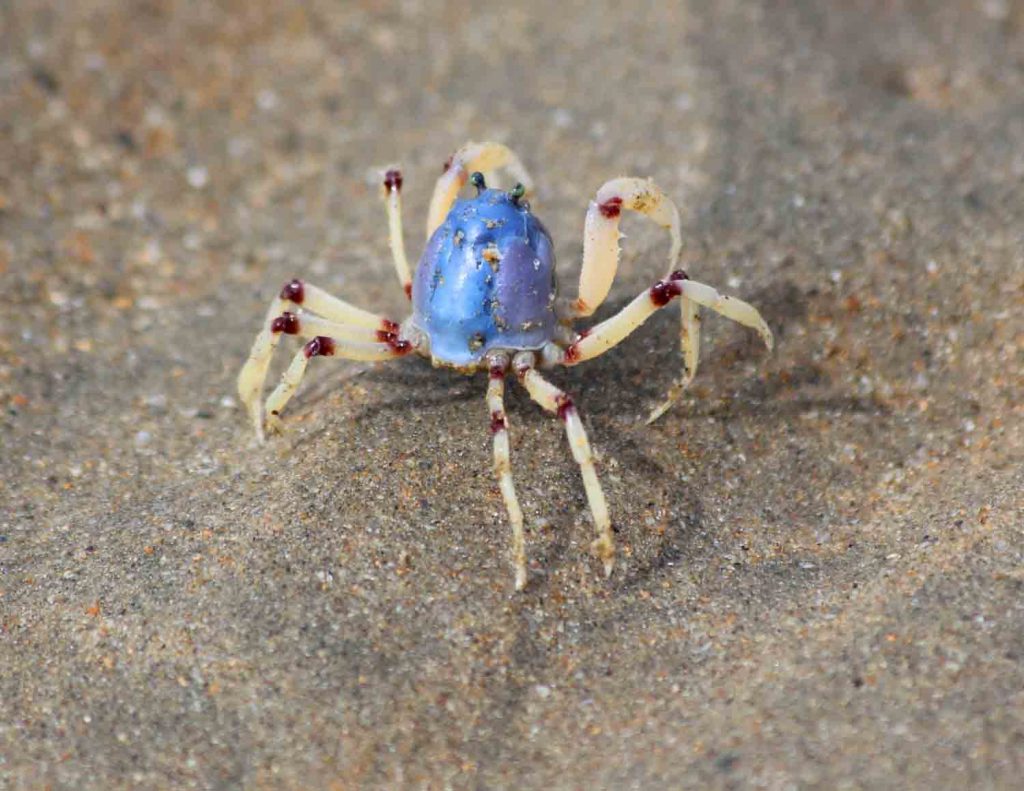 soldier crab