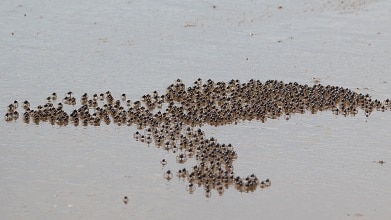 soldier crabs