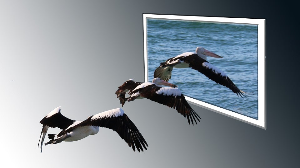 A flight of pelicans in bound