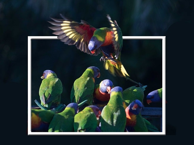 Flying lorikeet out of bounds