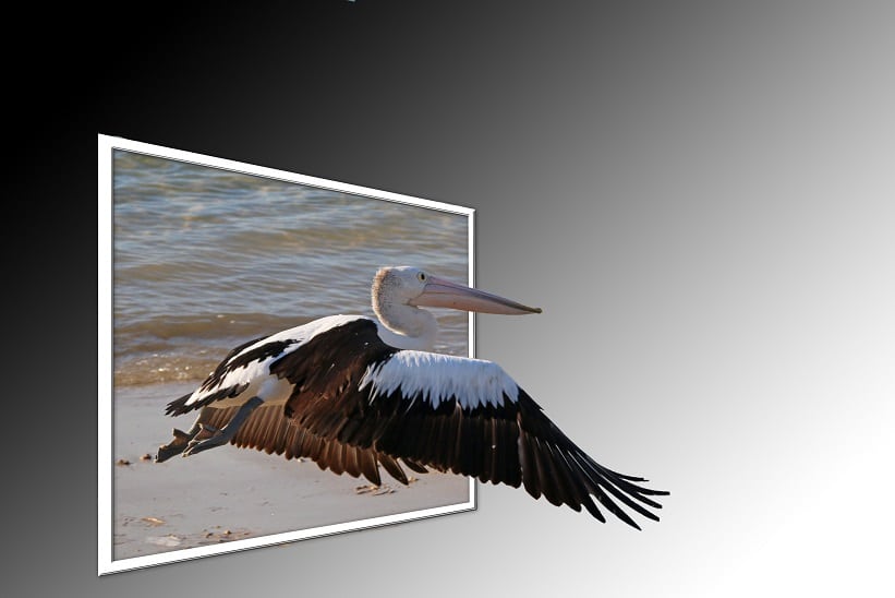 Pelican Out of bounds