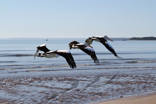 Pelicans flying along beach