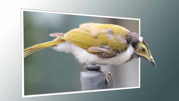 Young bluefaced honey eater out of bounds
