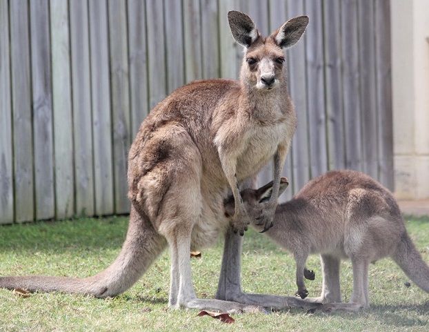 Woodgate roo 2
