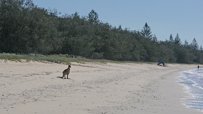 Woodgate roo