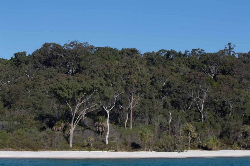 Fraser trees White trunked trees and bright white sand on K'Gari