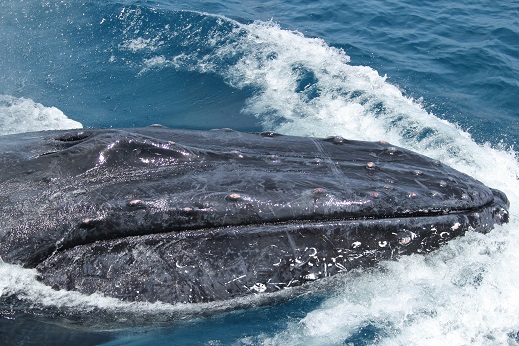Large male humpback fighting