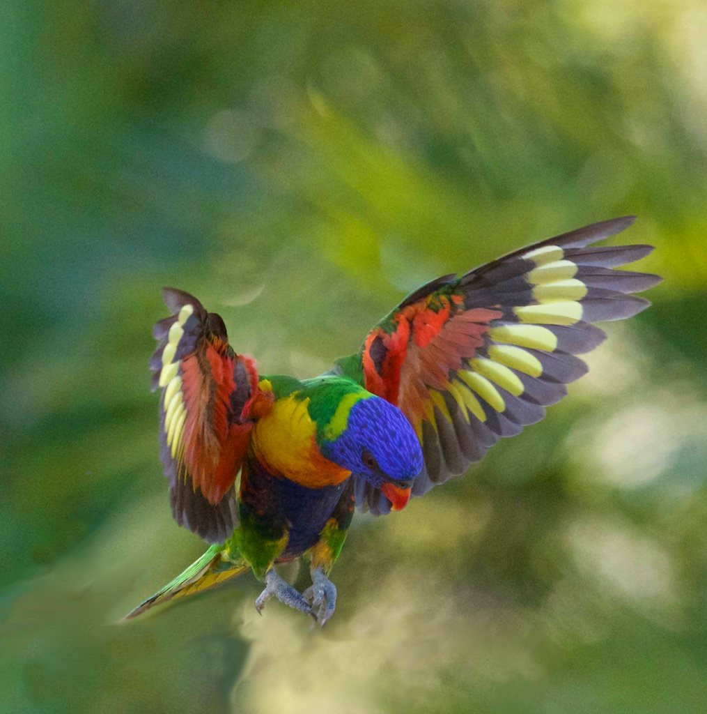 Lorikeet Lorikeet