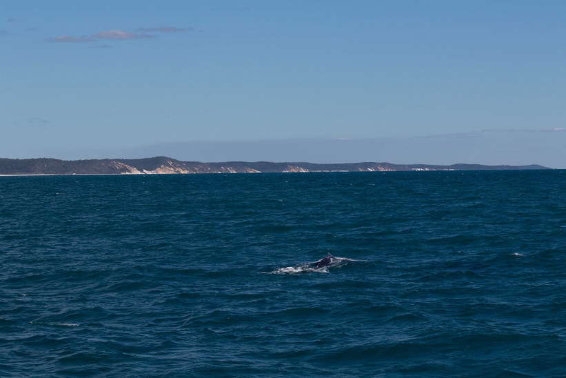 whale and fraser whale and fraser