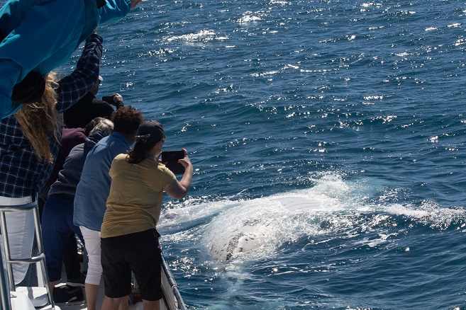 people taking photos of a whale next to the boat