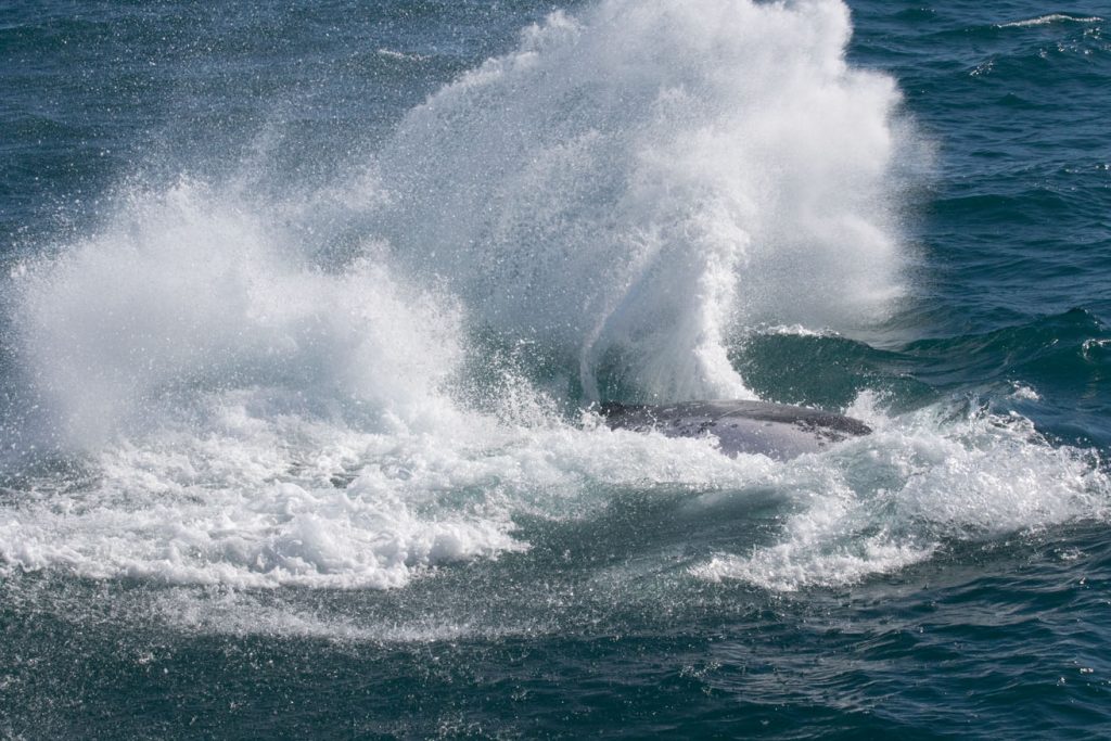 whale splash whale splash