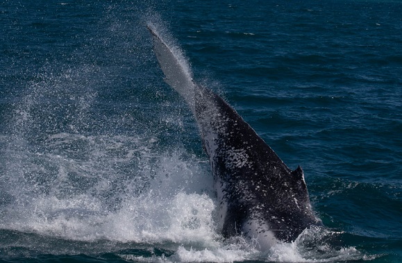 whale tail slap whale tail slap