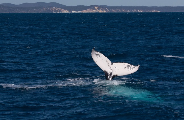 whale tail whale tail