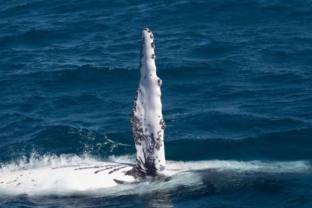 whale waving whale waving