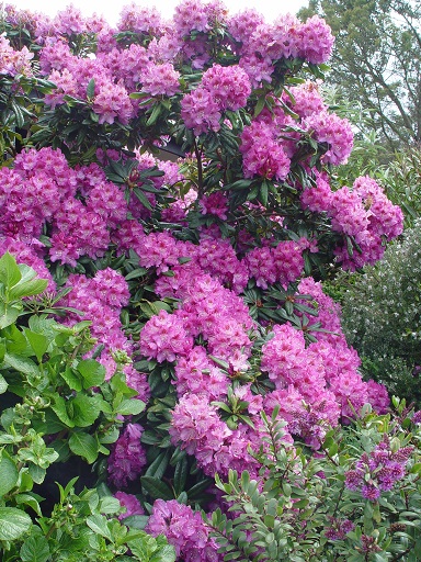 Rhododendron